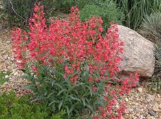 red flowers are blooming in the garden next to some rocks and plants with green leaves