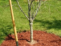 Most people consider sawdust to be little more than the garbage waste left over after a tree removal, but it actually has a ton of uses around the garden. Find out more about how you can use sawdust in the garden here. rnrn#gardening #sawdust #gardentip #gardenhack Growing Potatoes, Left Over, Garden Soil