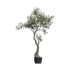 Faux Olive Tree in Pot - SEARED LIVING Olive Tree In Pot, Potted Olive Tree, Tree In Pot, Faux Olive Tree, Faux Tree, Potted Trees, Artificial Trees, Creative Co Op, Real Plants