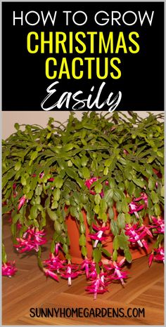 a potted plant with pink flowers in it and the words how to grow christmas cactus sas