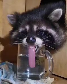 a raccoon sticking its tongue out from inside a glass mug that is filled with water