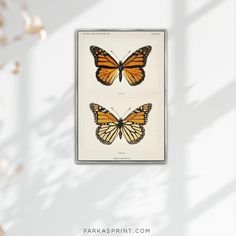 two butterflies are shown against a white background