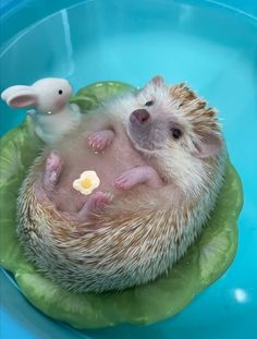 two hedgehogs in a blue pool with one holding an egg and the other sitting on its back