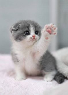 a small gray and white kitten sitting on top of a bed with its paw up