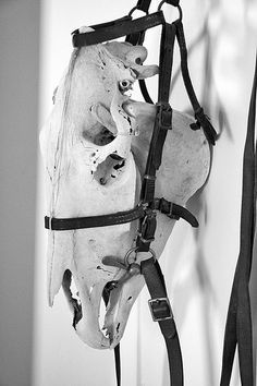 a horse's skull is attached to a wall with harnesses around its neck