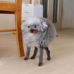 a small gray dog standing next to a wooden chair