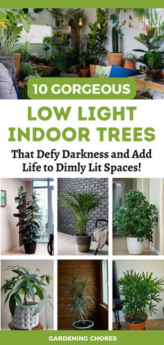 10 Gorgeous Low-Light Indoor Trees Large Indoor Plants Low Light, Large House Plants Indoor, House Tree Plants, Tall House Plants, Indoor Shade Plants, Indoor Tree Plants, Best Indoor Trees, Tall Indoor Plants, Low Light House Plants