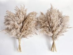 three dried plants on a white background, one is tall and the other is short