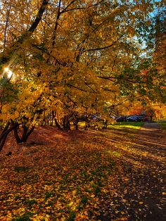 the sun shines through the trees in an autumn park