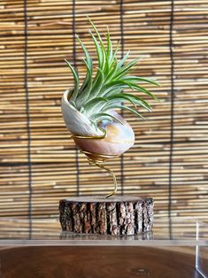 an air plant sitting on top of a wooden table