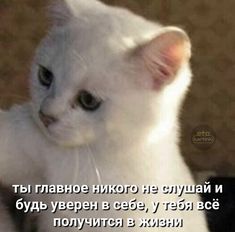 a white cat sitting on top of a wooden floor next to a quote about cats