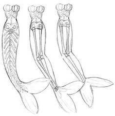 three different types of fish bones are shown in this drawing