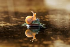 a snail is sitting on top of the water