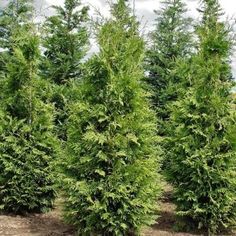 several evergreen trees are lined up in rows