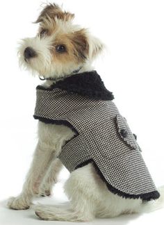 a small dog wearing a coat and tie