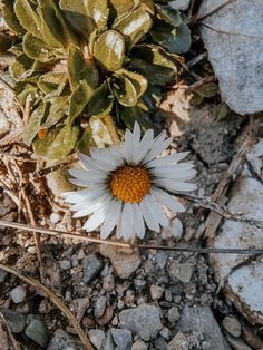 #flowers #macro #photography #smallthings Spring Is Coming, Let It Be