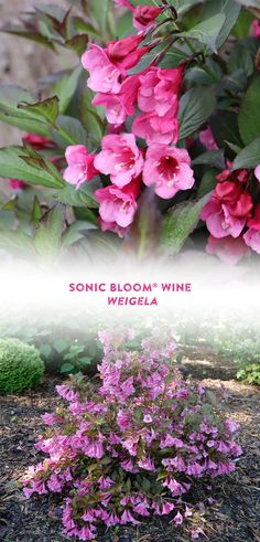 some pink flowers and green leaves on the ground with words sonic bloom's wine weiigla