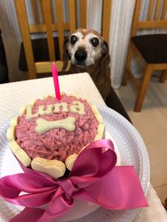 a dog is looking at a birthday cake with a candle in it's mouth