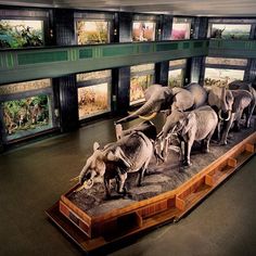 there are many elephants on display in the museum