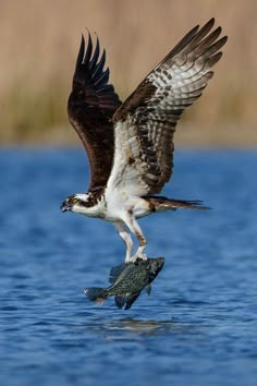 an ostrich flies over a fish in the water