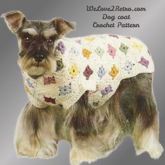 a small dog wearing a sweater with flowers on it's chest and collar, standing in front of a silver background