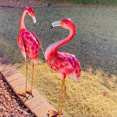 two pink flamingos standing next to each other on top of a grass covered field