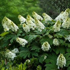 white flowers are blooming in the garden