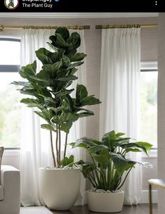 two potted plants sitting next to each other in front of a window with curtains