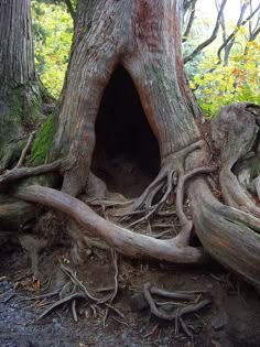 an old tree with roots growing out of it