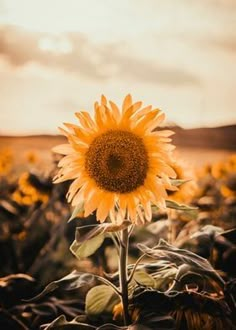 a large sunflower standing in the middle of a field