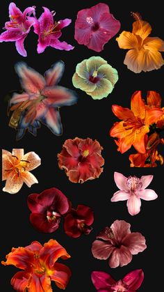 many different types of flowers are shown in this image, including red and yellow orchids