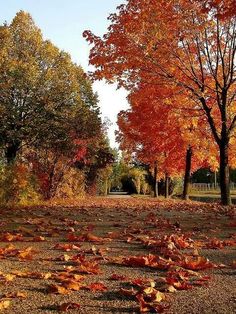 leaves on the ground in front of trees with orange and yellow leaves scattered all over them