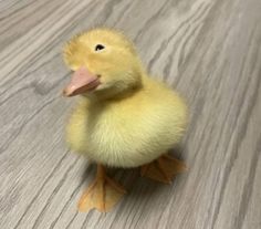 a small yellow duck sitting on top of a wooden floor