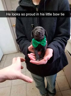 a person holding a small dog wearing a green bow tie and standing next to two hands