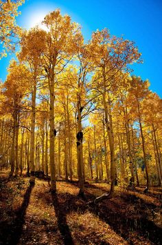 the sun shines through the trees in an autumn forest