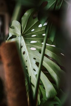 a large green plant with white dots on it