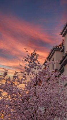 a tree with pink flowers in the foreground and a building behind it at sunset