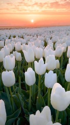 a field full of white tulips with the sun setting in the background