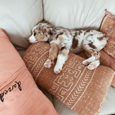 a puppy laying on top of a pillow next to pillows