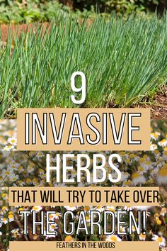 Herbs that want to take over your garden Herbs In Garden Ideas, Cooking Herbs Garden, Layered Herb Garden, Simple Herb Garden Ideas, Backyard Herb Garden Ideas Landscapes, What Herbs Are Perennials, Herbs In Flower Bed, Outdoor Herb Garden Design Layout