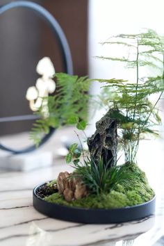 a bonsai tree is displayed on a marble countertop with moss and other greenery