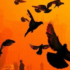 silhouettes of birds flying in the air with orange sky and people standing on street