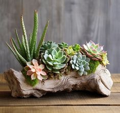 an arrangement of succulents and other plants in a log on a wooden table