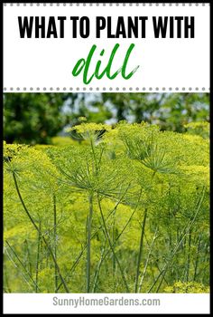 the words what to plant with dill in front of a field full of yellow flowers