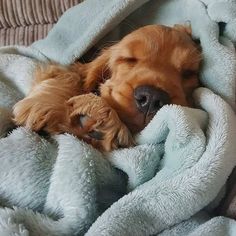 two puppies are sleeping under a blanket on a couch with it's eyes closed