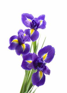 three purple and yellow flowers in a vase