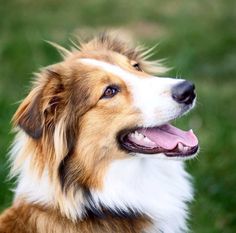 a brown and white dog sitting on top of a lush green field