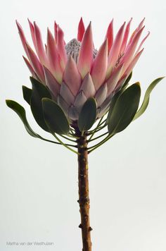 King Protea  Photo by Martha van der Westhuizen Flor Tattoo, Protea Art, Tropical Flower Plants, King Protea, Protea Flower, Nothing But Flowers, Giant Paper Flowers, Flower Printable, Flower Art Painting