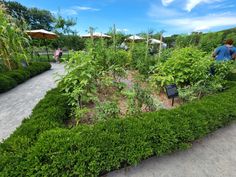 people are walking through an outdoor garden with lots of green plants and bushes on the ground