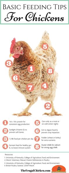 a chicken with numbers on it's side and the words basic feeding tips for chickens